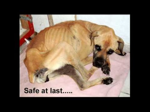 Not All Greeks Love Dogs!