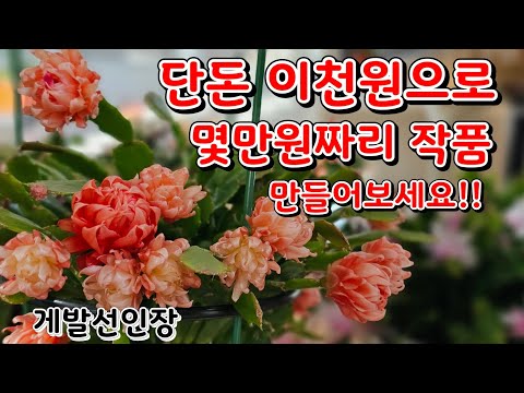 Make a masterpiece worth tens of thousands of won with just 2,000 won using a crab cactus!! / It'...