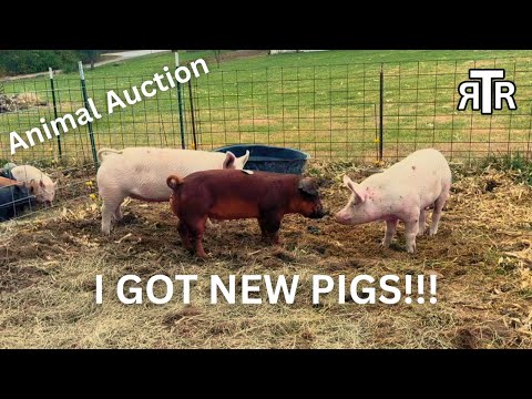 I BOUGHT new PIGS at the ANIMAL AUCTION!!