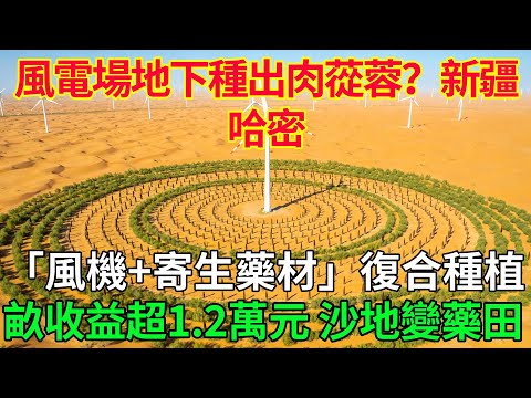 風電場地下種出肉蓯蓉?新疆哈密「風機+寄生藥材」復合種植,畝收益超1.2萬元,沙地變藥田! #科普#國際觀點#熱門#生態修複#沙漠