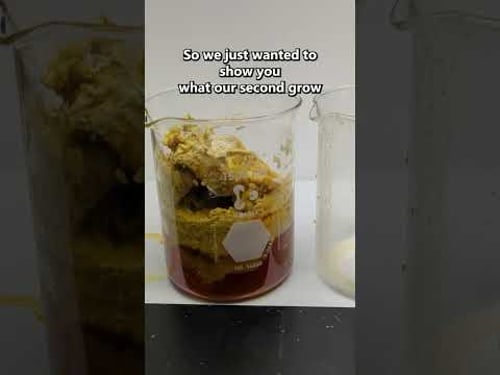 We grew a SLAB of mold on purpose