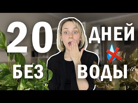 Я уехала и не поливала свои растения! / Обзор последствий / Как оставить цветы на время отпуска