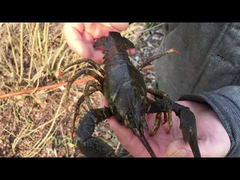 WHEN DO CRAYFISH FEEDING BEGINS? CRAYFISHING WITH CRAYFISH TRAPS IN SPRING. CRAYFISH TRAPS FOR SA...