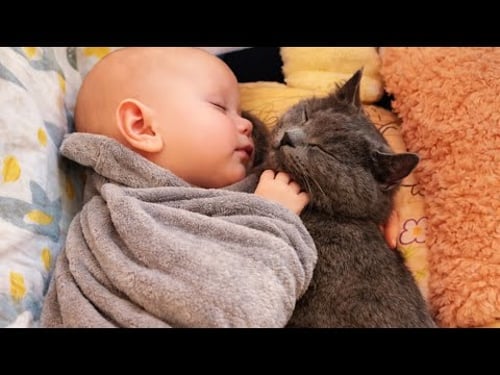 When a Cat Became the Baby’s Companion 🐱👶