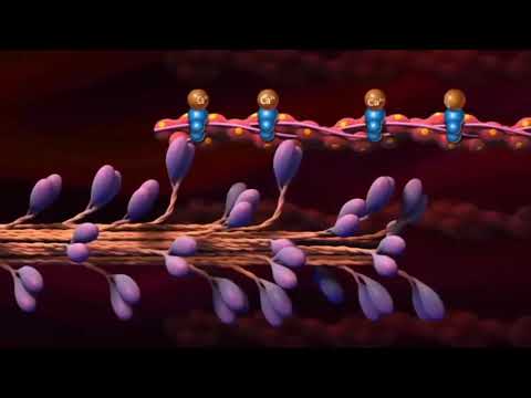 10 класс Биология Абдыкалыкова С Бұлшықет талшықтарының жиырылу механизмі Т жүйесі