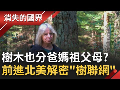 阿凡達電影中的"母親樹"真實存在? 大學教授提出"菌根網路"理論 樹木透過盤根錯節的菌絲傳遞訊息? 一起前進北美洲古老森林揭密!│李文儀主持│【消失的國界完整版】20230624│三立新聞台