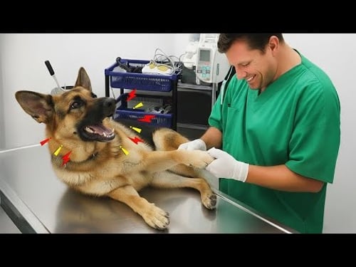 Hilarious Dogs Who Totally Lose It at The Vet 🤣 Funniest Dog Reactions