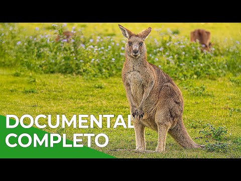 Milagros de la Naturaleza, Episodio Triple 4-6 | Free Documentary Nature - Español