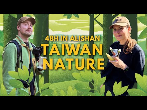 Taiwan's Incredible Nature 🇹🇼 48 Hours In Alishan National Forest