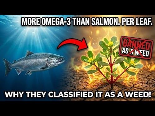 More Omega-3 Than Salmon Per Leaf. Why Is The World's Most Nutritious Plant Classified As A Weed?