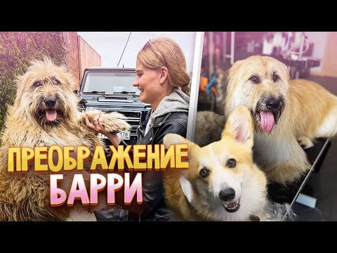 Из чубаки в собаку! Преображение бриара с корги Бентли и Анжеликой