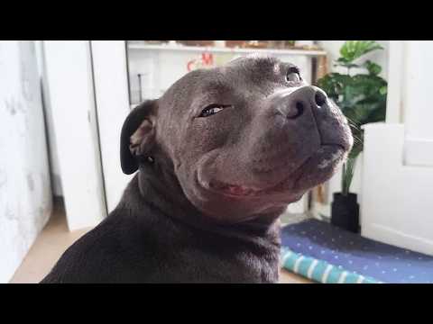 Dogs are the Kings of Comedians 😂 Funniest Animal Videos 2025
