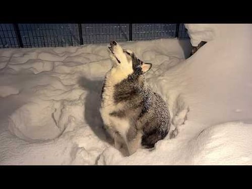 Funny Dogs Facing Snow in the Most RIDICULOUS Ways! π€£