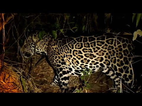 Chasing the Jaguar in the Dense Amazon Jungle
