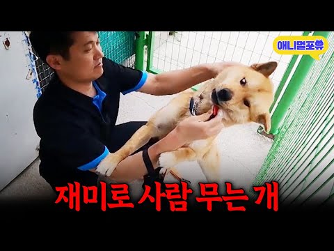 "사람 재미로 무는 거예요" 알고보니 피 맛을 알아버린 개였다? 충격 소식에 보호자 반응 I KBS 개는 훌륭하다 230522 방송