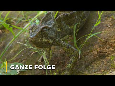 Wenn Regen die Wüste belebt: Kamele, Klippschliefer & Adler | Arabisches Inferno 101