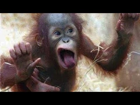 You Wonβt Stop Laughing at These Funny Monkeys & Animals! π€£ππΆ