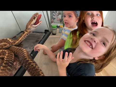 SNAKE in the HOUSE!! a Temporary Family Pet we Learned from then Niko Released at PiRATE iSLAND