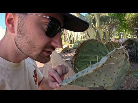 EXPLORING ORANGE TREE RESORT + SUNS x NUGGETS AZ🇺🇸