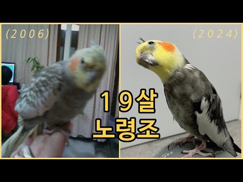앵무새 19년 키운 썰 / 입양은 신중히