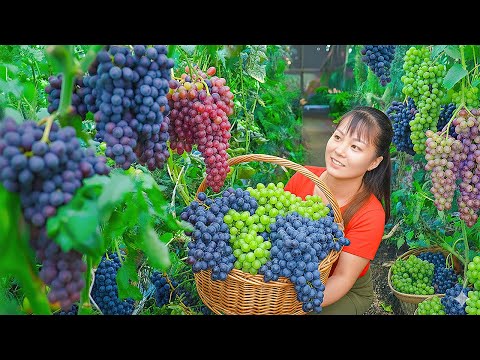 TIMELAPSE -- Harvest 1000+ Giant Purple Grapes, Go to Market Sell & Take Care of 100 Wild Ducks