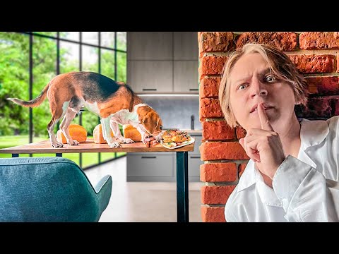 WATCHING MY PETS THROUGH VIDEO SURVEILLANCE