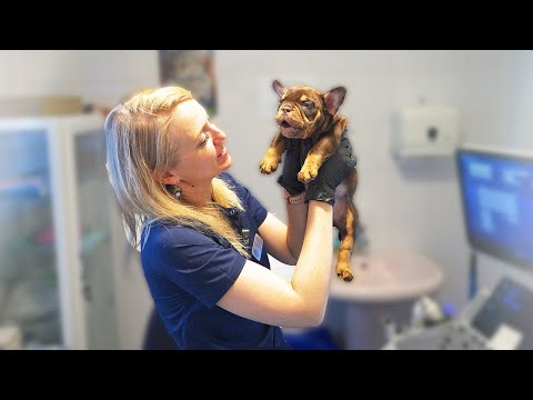 Сенсация! Отказались от лучшего щенка! Мы в шоке!