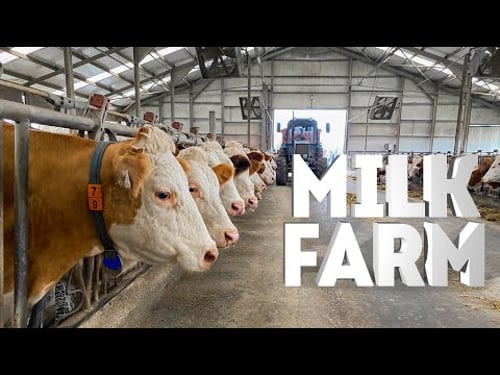 Dairy Farm From A To Z: The Process Of Producing Yogurt, Milk And Ayran