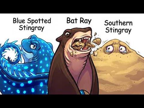 Every Ray Species Explained in 22 Minutes