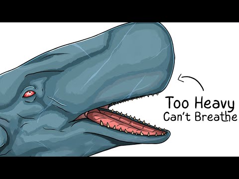 Why it Sucks To Be Born As a Sperm Whale