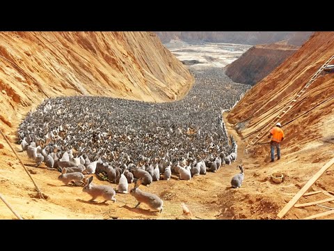 China Relocated a Million Rabbits to the Desert, a Year Later the World Was Shocked