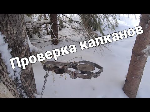 Охота на #СОБОЛЯ Крайняя проверка этого года. УДАЧА