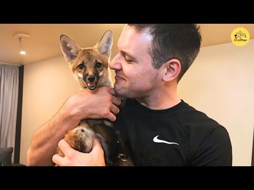 Roxy the Rescued Fox Who Thinks She’s a Dog and Stole Everyone’s Heart