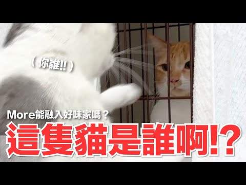 【好味小姐】這隻貓是誰啊!?More能融入好味家嗎?|好味貓日常223