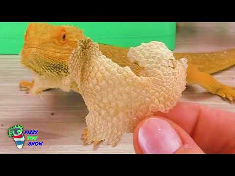 Pet Vet Fizzy Helps a Bearded Dragon Lizard and With Reptiles