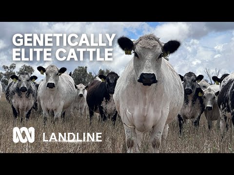 The 'genetically elite' cattle producing $360 steaks for satisfied diners | Landline | ABC Australia