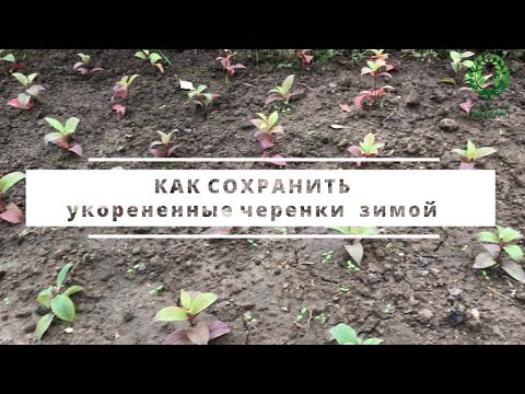 HOW TO PRESERVE ROOTED ROSE AND HYDRANGEA CUTTINGS IN WINTER. Nursery 🌹 and 🌲 E. Ivaschenko