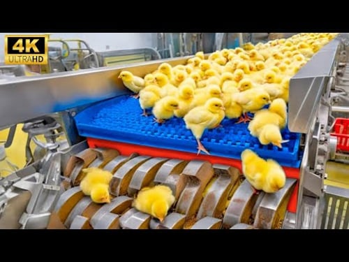Inside Chicken Mega Factory: Chicken Egg Incubation Technology - Broiler Raising Method & Process 🐣