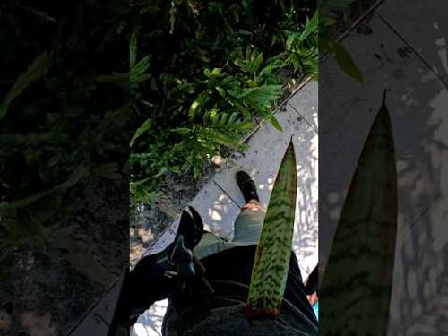 Plants are more dangerous than you think.