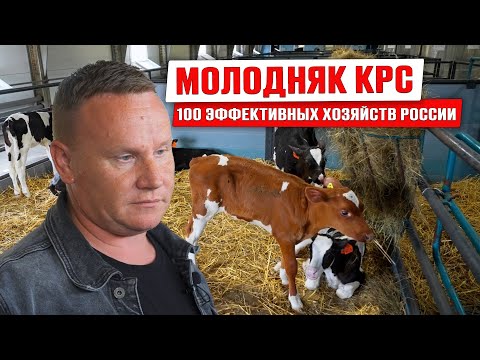 Содержание телят | 100 самых крупных хозяйств России | Микроклимат в коровнике | Животноводство