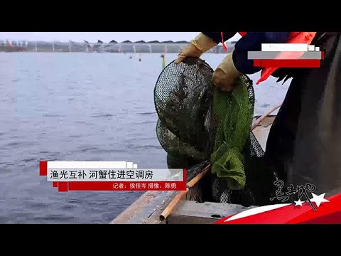 黑土地 20250917:漁光互補,河蟹住進空調房