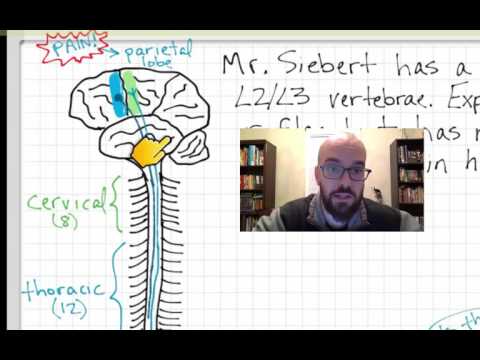 Spinal Cord Injury Physiology | Pathophysiology
