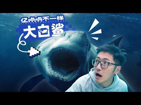 我们拍到了大白鲨!