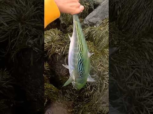 Why Fishermen Can’t Agree on this Fish