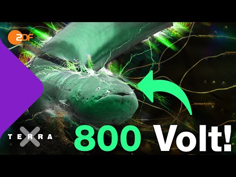 Wie der Zitteraal mit Strom zuschlägt | Terra X plus