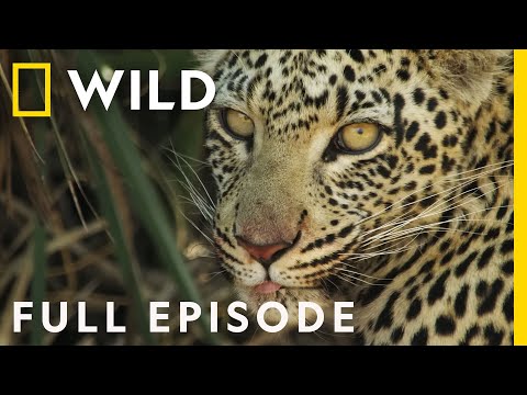 The Final Battle for Supremacy (Full Episode) | Savage Kingdom