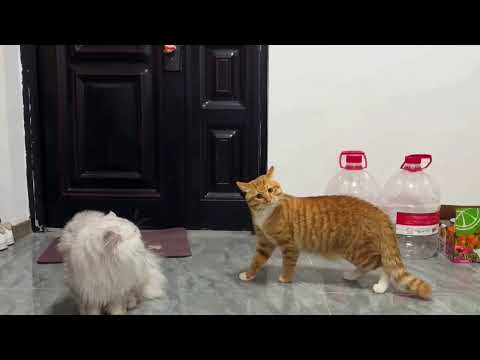 Funny Cat Videos 2025 😹 Best Cat Compilation Ever