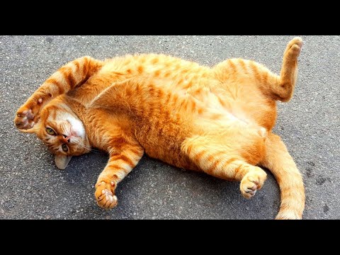 Разборки с котом, приревновавший муж и кошка Зюзя! Жуткая история о наглом коте! И смех и грех!