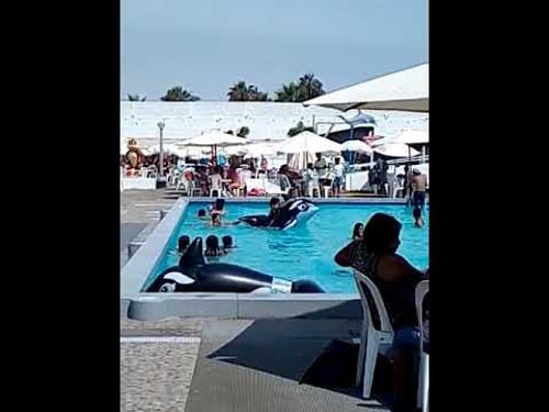 El Ataque de la ballena asesina