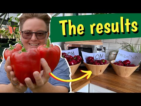 Can you overwinter peppers / Does pruning give you smaller fruit?